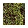 THUJA occidentalis 'Wareana Lutescens'(Lemon)